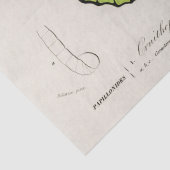 Vintage Butterfly-Spektrosse Seidenpapier (Detail)