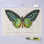 Vintage Butterfly-Spektrosse Seidenpapier (Handwerk)