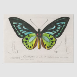 Vintage Butterfly-Spektrosse Seidenpapier