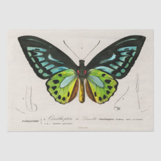 Vintage Butterfly-Spektrosse Seidenpapier