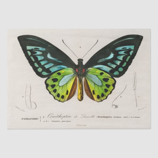 Vintage Butterfly-Spektrosse Seidenpapier (Vorderseite)