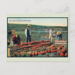 Vintage c 1900 Ananasplantage Hawaii Postkarte
