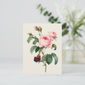 Vintage Cabbage Rose Botanische Illustration Postkarte (Stehend Vorderseite)