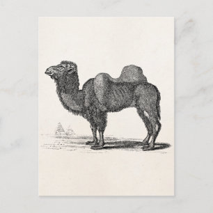 Vintage Camel Illustration aus dem 18. Jahrhundert Postkarte