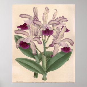 Vintage Cattleya Guttata Orchideenblüte Poster