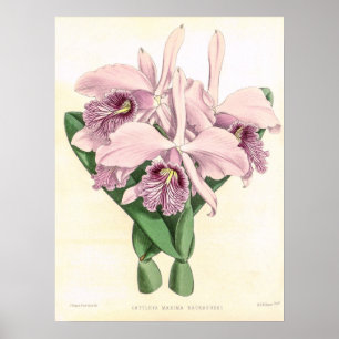 Vintage-Cattleya-Maxima-Orchideen-Blumenkunst Poster