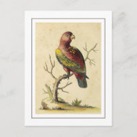 Vintage Chattering Lory Parrot Bird Nature