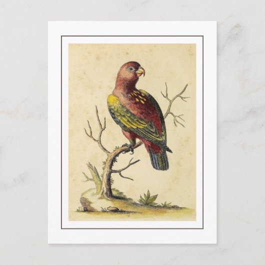 Vintage Chattering Lory Parrot Bird Nature Postkarte (Vorderseite)
