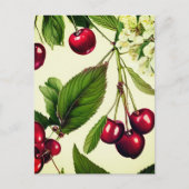 Vintage Cherry Illustration Postkarte (Vorderseite)