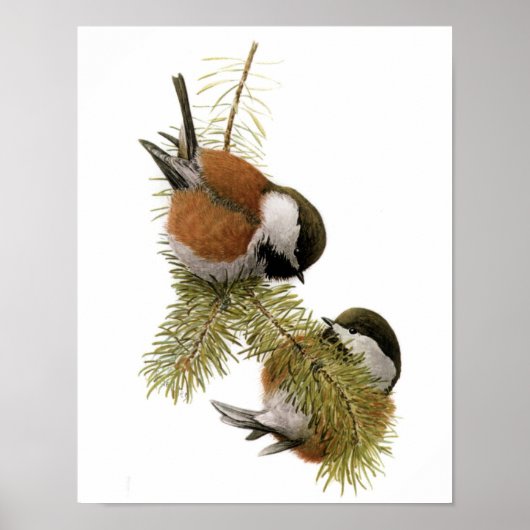 Vintage Chestnut-backed Chickadee Poster (Vorne)
