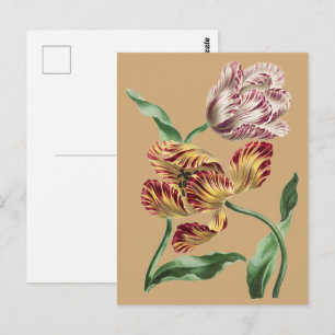 Vintage Chic Botanische Tulpenkunst aus dem 18. Ja Postkarte