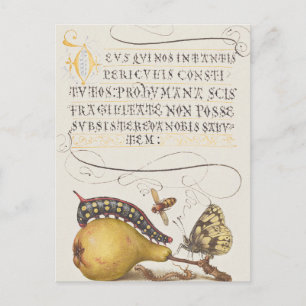 Vintage-Chic-Kalligrafie-Schmetterlingsdruck Postkarte