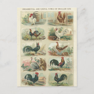 Vintage Chickens — Ornamental Fowls Postcard Postkarte