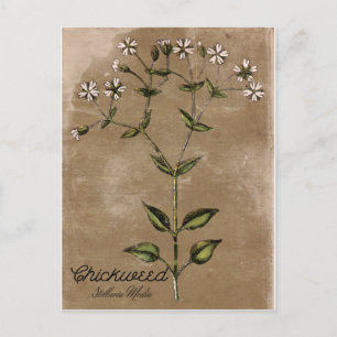 Vintage Chickweed Postkarte