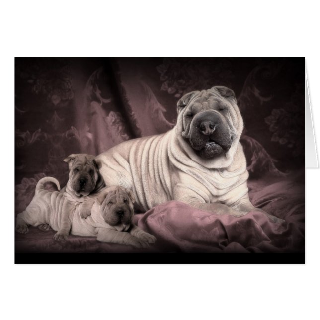 Vintage Chinese Shar Pei Falten, Welpen-Hunde (Vorderseite (Horizontal))