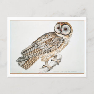 Vintage chinesische Owl Illustration Postkarte