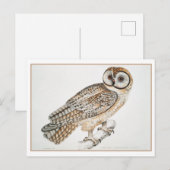 Vintage chinesische Owl Illustration Postkarte (Vorne/Hinten)