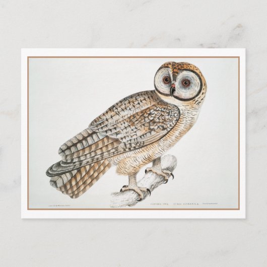 Vintage chinesische Owl Illustration Postkarte (Vorderseite)