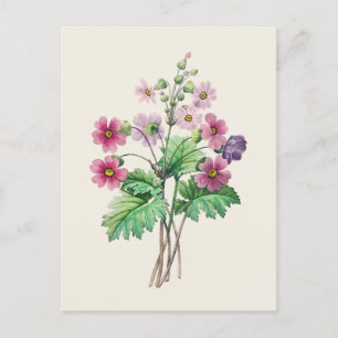 Vintage-Chinesische Primel-Botanikillustration Postkarte