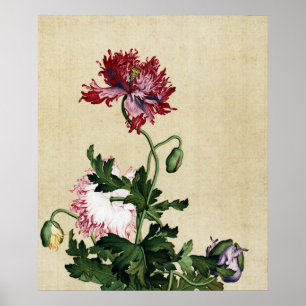 Vintage chinesische rote Mohnblume Botanische Kuns Poster