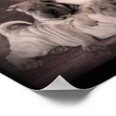 Vintage Chinesische Shar Pei Falten, Hunde Poster (Ecke)