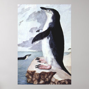 Vintage Chinstrap-Pinguin, Vögel aus der Antarktis Poster