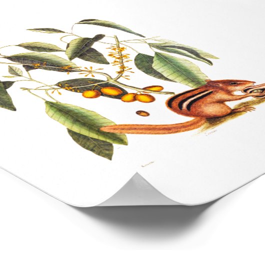 Vintage Chipmunk-Illustration Poster (Ecke)