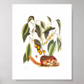 Vintage Chipmunk-Illustration Poster (Vorne)