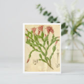 Vintage Christmas Cactus Travel Postcard Postkarte (Stehend Vorderseite)