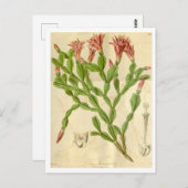 Vintage Christmas Cactus Travel Postcard Postkarte (Vorne/Hinten)