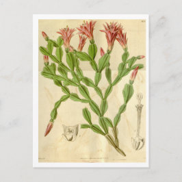 Vintage Christmas Cactus Travel Postcard Postkarte