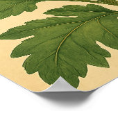 Vintage Chrysanthemum on Weathered Paper Poster (Ecke)