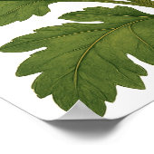 Vintage Chrysanthemum Poster (Ecke)