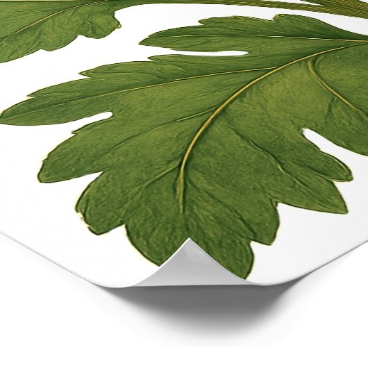 Vintage Chrysanthemum Poster (Ecke)