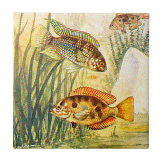 Vintage Cichlid-Fische Fliese