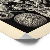 Vintage Cirripedia Ernst Haeckel Art Print Poster (Ecke)