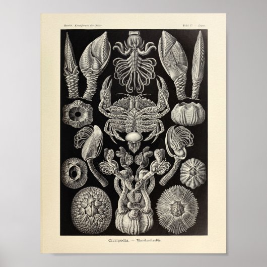 Vintage Cirripedia Ernst Haeckel Art Print Poster (Vorne)