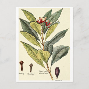 Vintage Cloves zur Illustration der Postkartenreze Postkarte