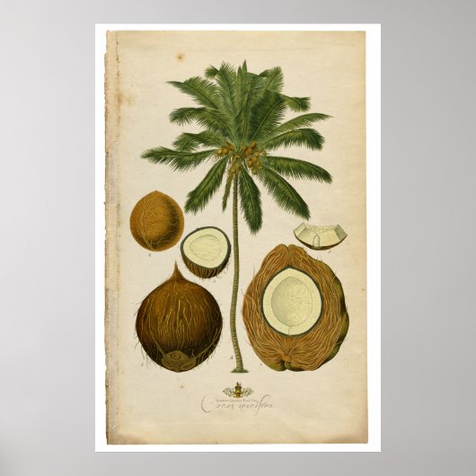 Vintage Coconut Palm Tree Illustration Poster (Vorne)