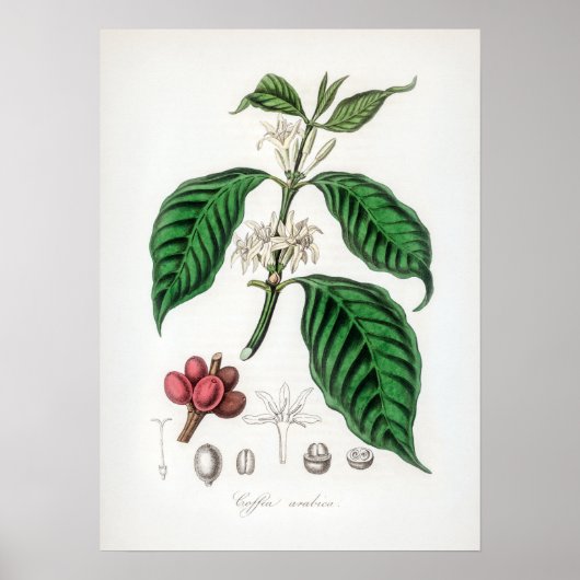 Vintage Coffea arabica Illustration Poster (Vorne)