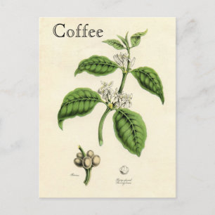 Vintage Coffee Plant Postkarte
