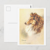 Vintage Collie Postkarte (Vorne/Hinten)
