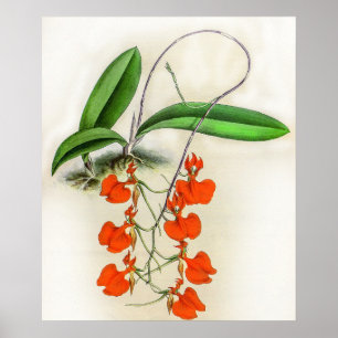 Vintage Comparettia Speciosa Orchideenblüte Poster