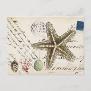 Vintage Conch-Seestern und Muscheln Postkarte