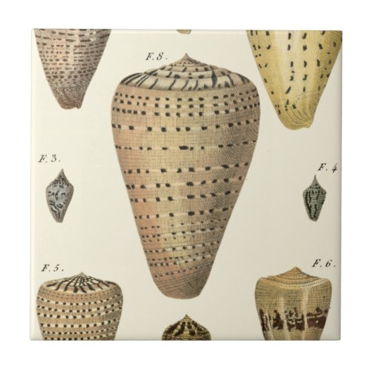 Vintage Cone-Muscheln Fliese (Vorderseite)
