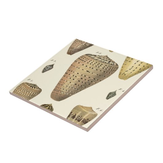 Vintage Cone-Muscheln Fliese (Seite)