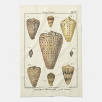 Vintage Cone-Muscheln