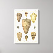 Vintage Cone-Muscheln Leinwanddruck (Vorderseite)