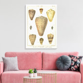 Vintage Cone-Muscheln Leinwanddruck (Insitu (Wohnzimmer))