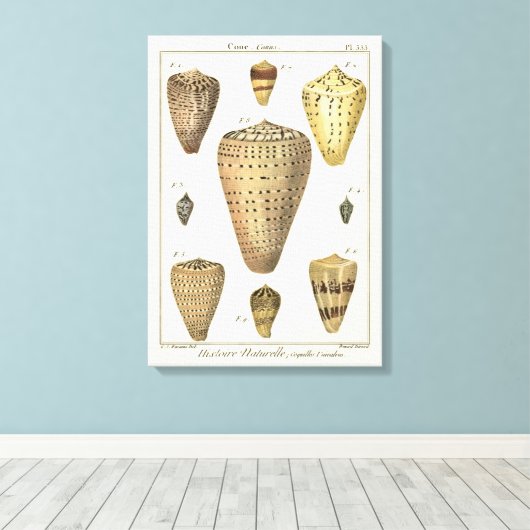 Vintage Cone-Muscheln Leinwanddruck (Insitu (Holzboden))